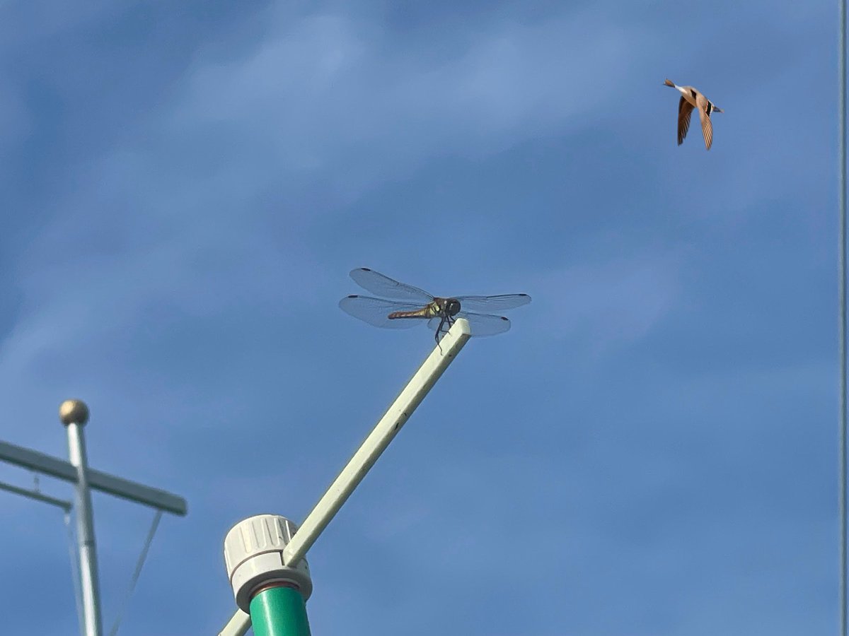 ちょこざい on X