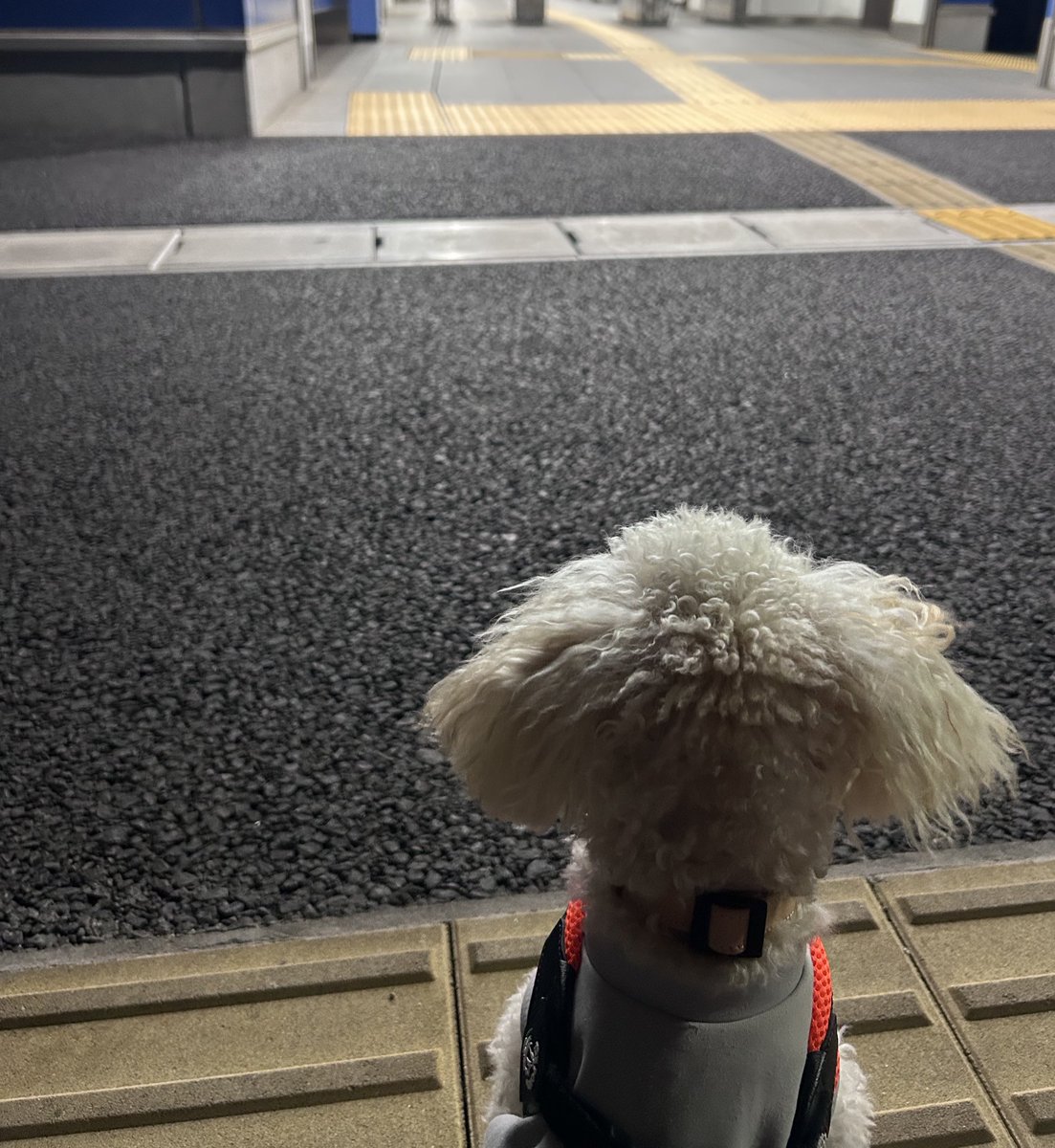 今日は夜んぽついでに一緒にお迎えに行ってきた🫡
健気に待つ姿愛おしすぎるね🐶🤎