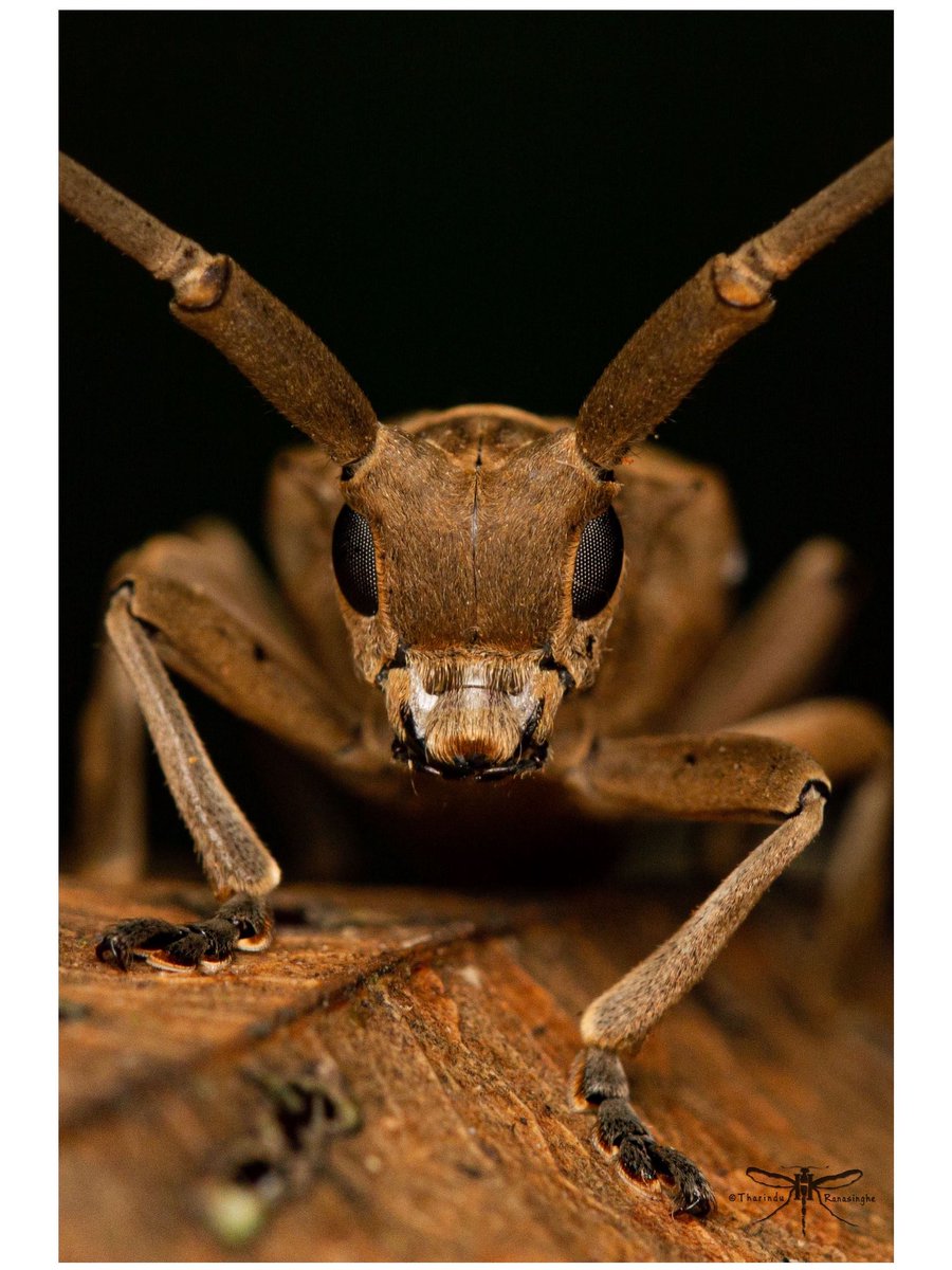 Alien Among Leaves! 

Acalolepta rusticatrix (Fabricius, 1801)

1st Place – Wildlife Macro Category, National Wildlife Photography Awards 2025, organized by the Department of Wildlife Conservation, Sri Lanka

Copyrights © Tharindu Ranasinghe.All Rights Reserved.