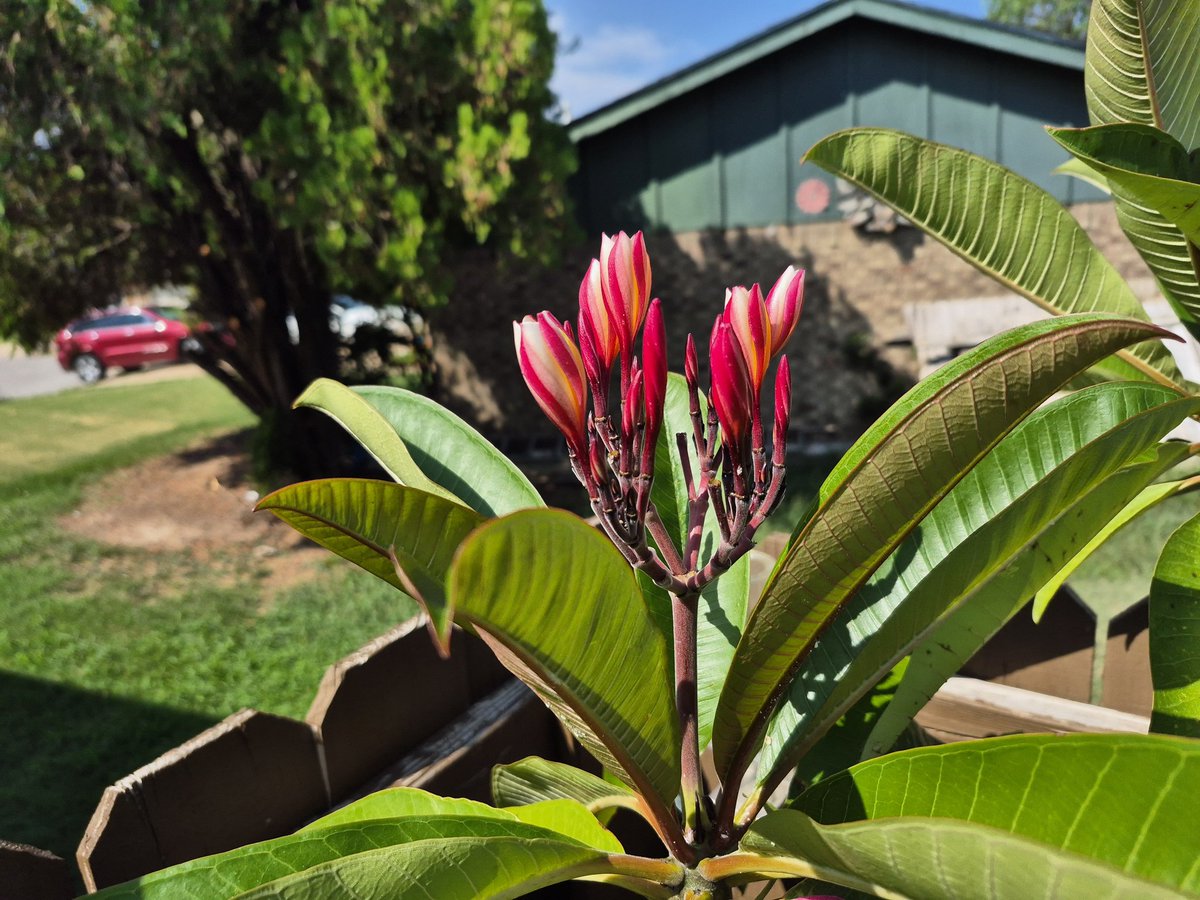 Happy Tuesday to Everybody! My Hawaiian Plumeria is blooming. Nice 😃🌹