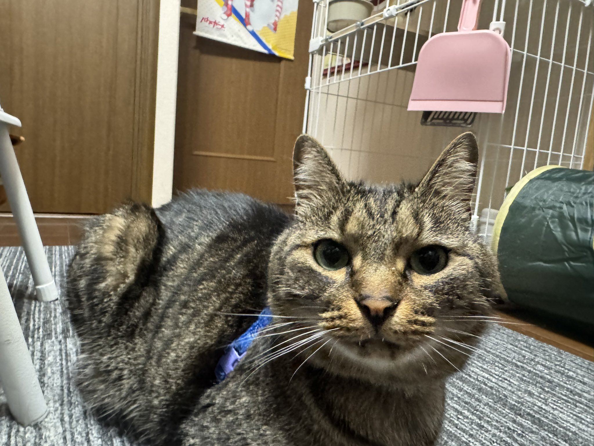 ぴろねこ 983a7def6ffa21bff4178b7f0117e0