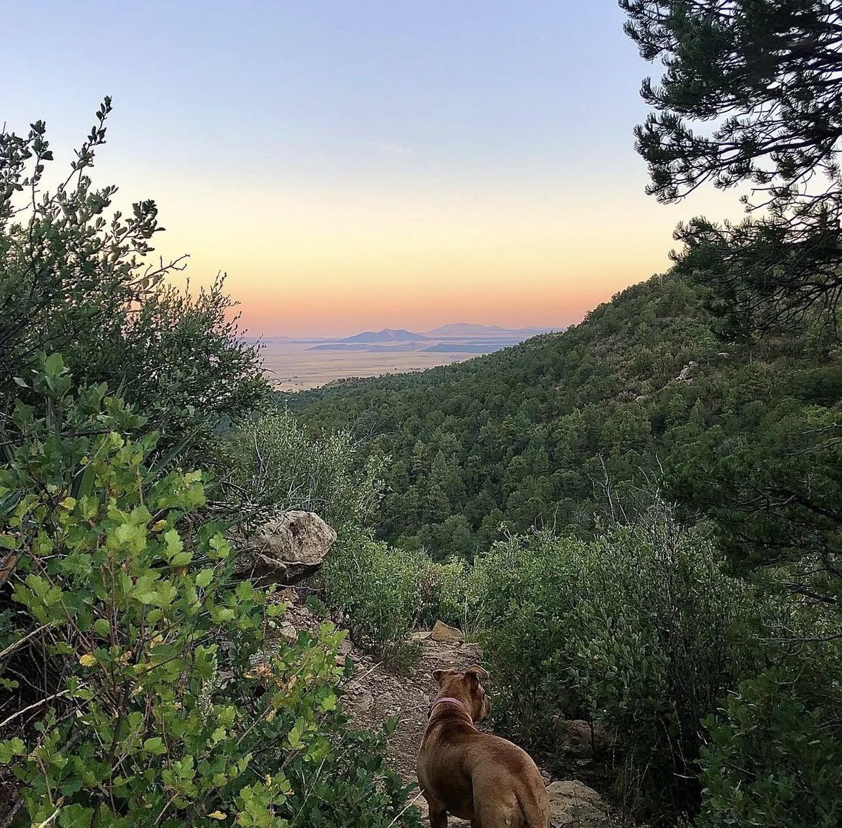 exploreraton's tweet photo. Climax Canyon is our favorite, Fido-friendly hike! ๐ถ ๐ฒ
๐ธ: @mbrinkerhoff
#NewMexicoTrue #NewMexico #RatonNM #ExploreRaton #RatonNewMexico #RatonYourPass #YourPass #RatonPass https://t.co/NxTKTdJ0kL