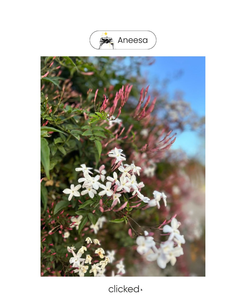 clickeddigital's tweet image. For World Photo Day, the clicked team is trading pixels for bragging rights. 📸 Who’s got the winning shot? 

#WorldPhotoDay #ClickedTeam #SnapChallenge #ThroughOurLens #FunAtWork