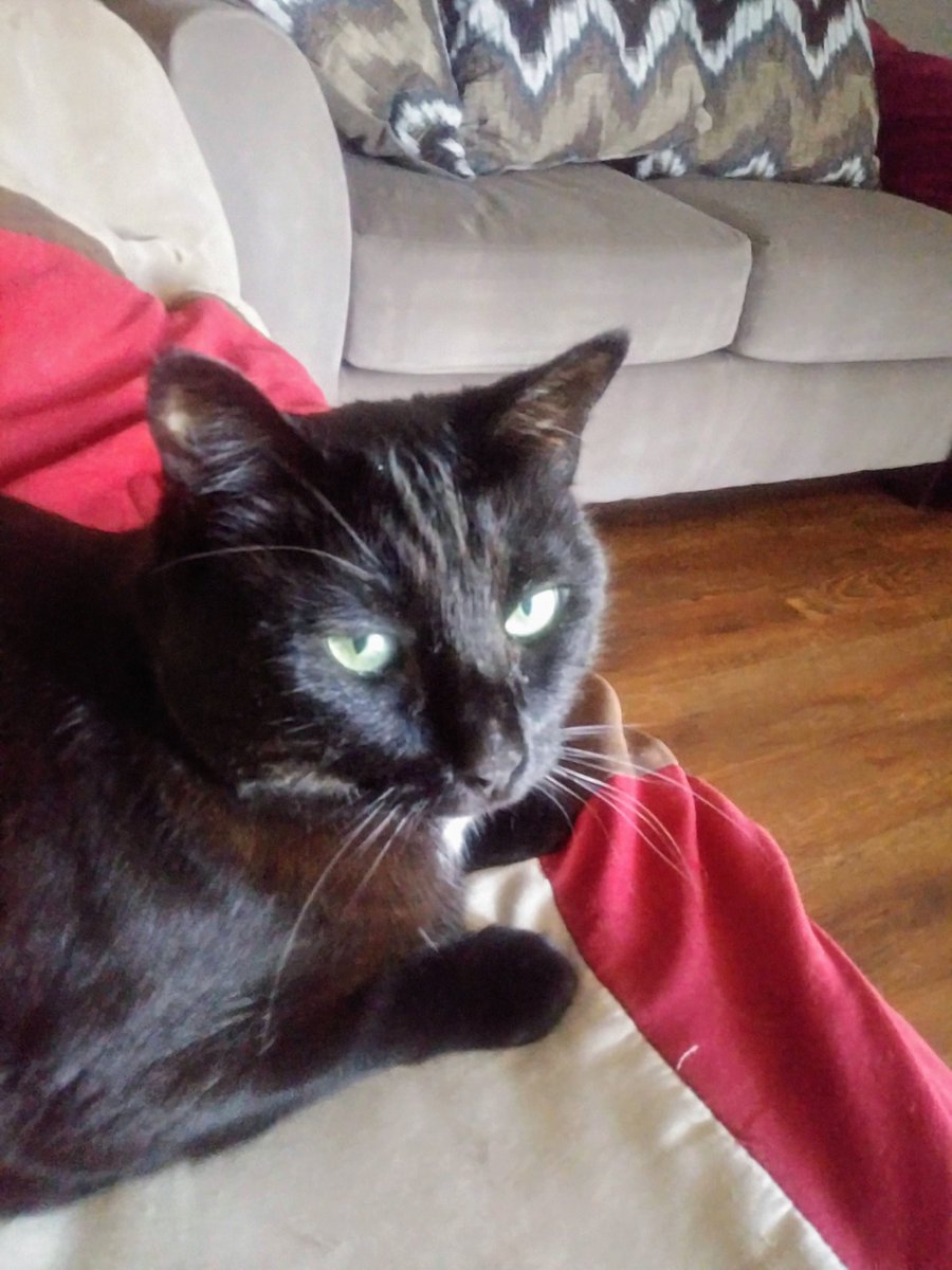 malcontentmikey's tweet image. My beautiful boy. 😿😿😿

Jaguar. &quot;Jags.&quot; 2012-2025.

💔💔💔💔💔💔💔💔