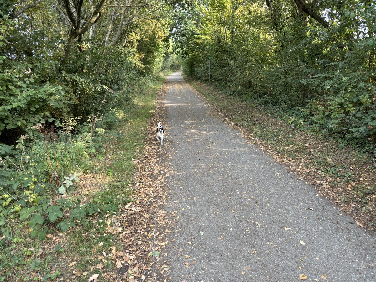 A gorgeous doggy stroll this afternoon. We met two ponies, a stick carrying dog, a child carrying a ghetto blaster and a dog called Madge! We are so diverse here on the Island! Wouldn’t change it for the world! #IsleofWight #amwriting #plotwalk #amquerying #writerslife