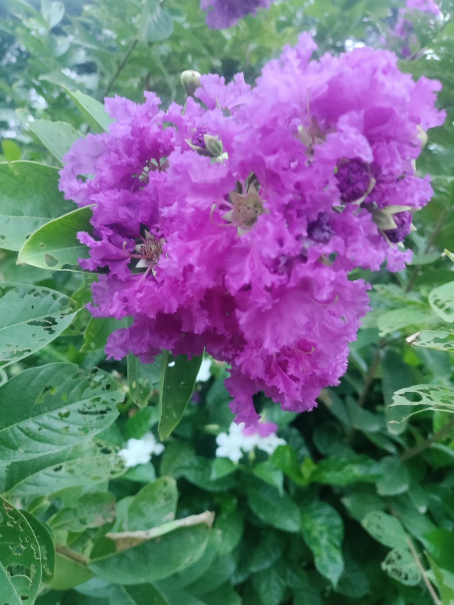 Drop lilac here
