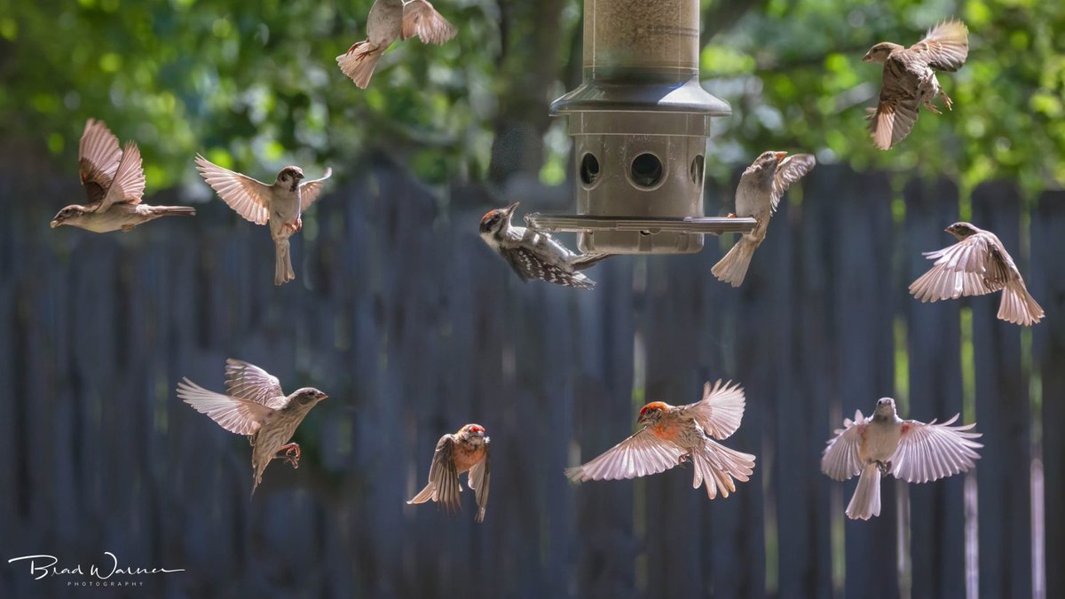 WashU Medicine Division of Pediatric Surgery tweet media