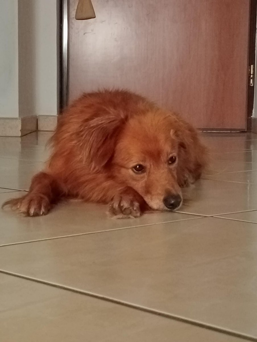 GretaFanti's tweet photo. Finita la felicità: Ronny torna in canile, l'adozione è durata pochi giorni. Motivo: abbaia.
Volpino di 4 anni che ha sofferto, abbandonato in strada cerca una famiglia che non lo tradisca più.
Caserta adozione centro nord ☎️3483225213
#19agosto
#Macron 
#Trump https://t.co/qh5fHoop2h