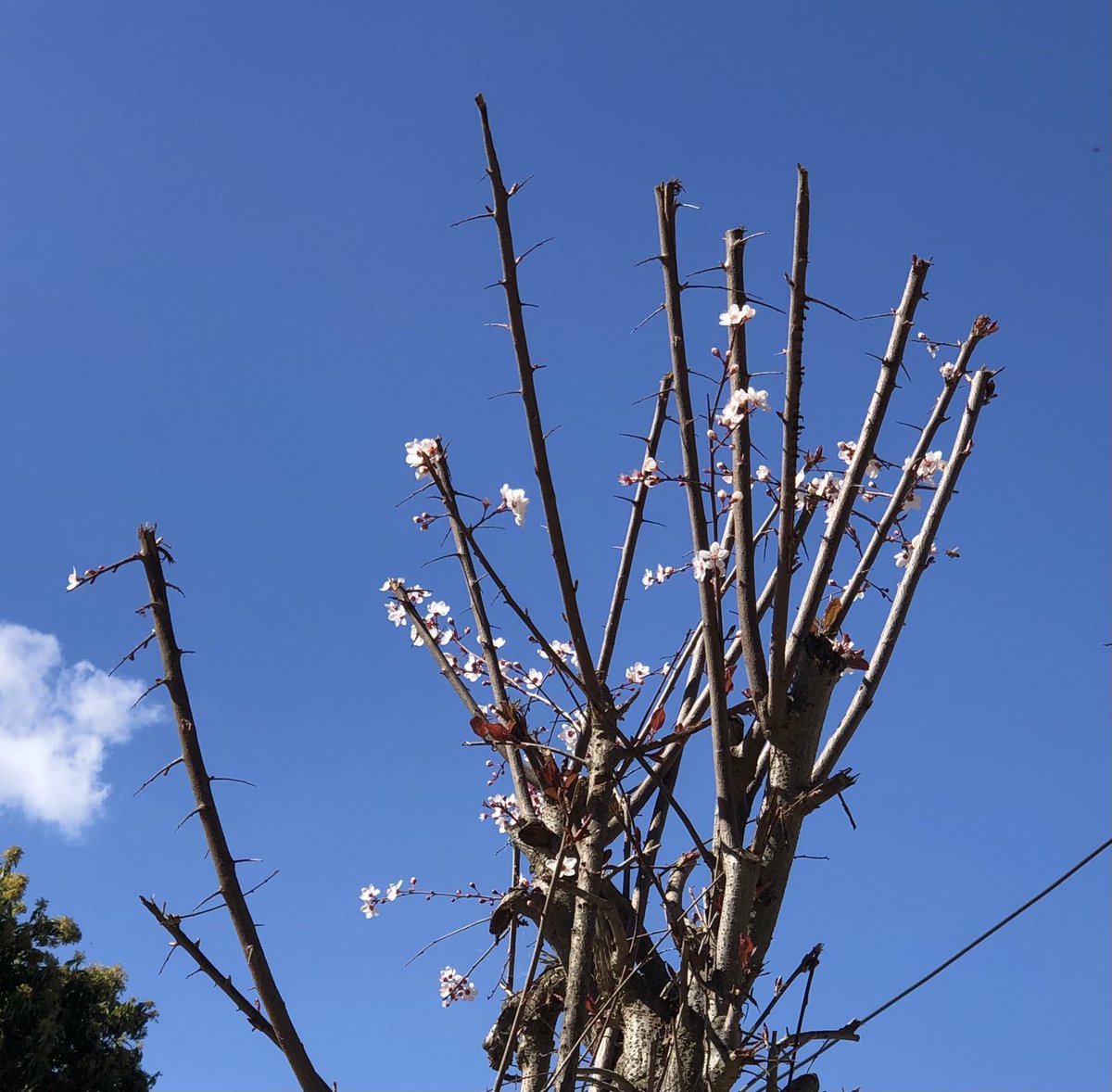 Aquí está, a pesar del maltrato, floreciendo.