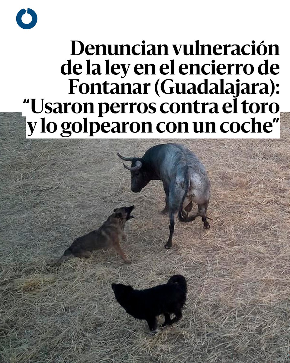 Denuncian vulneración de la ley en el encierro de Fontanar (Guadalajara): “Usaron perros contra el toro y lo golpearon con un coche” eldiario.es/castilla-la-ma…