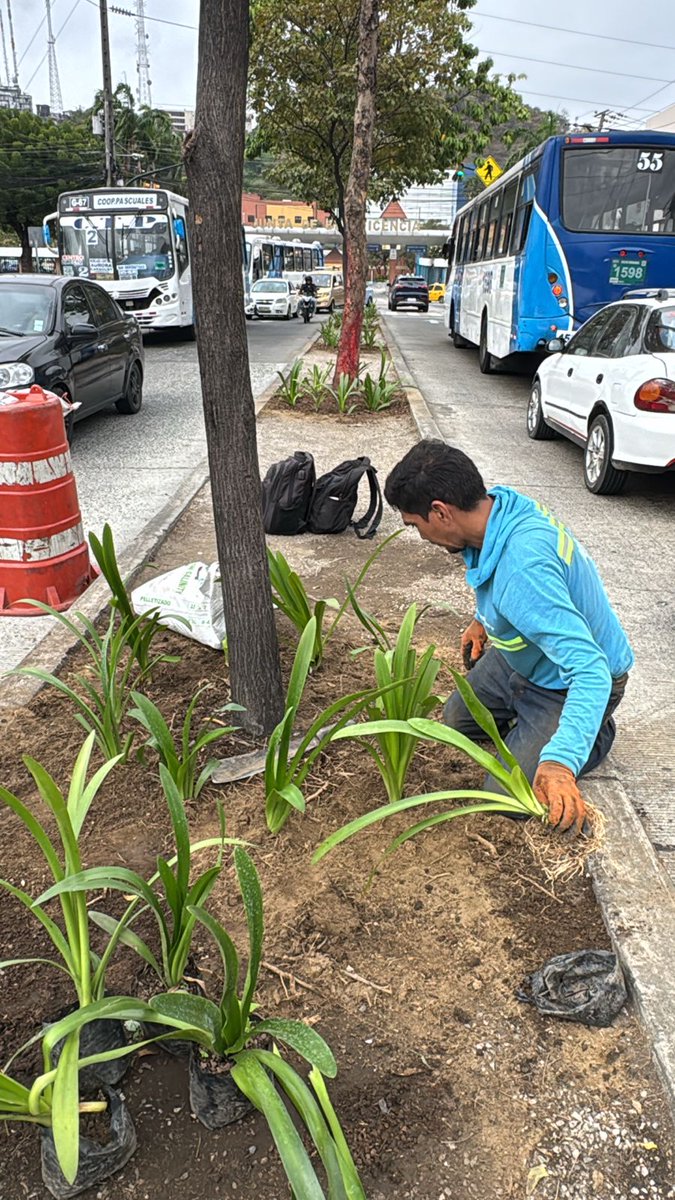 parquesgye's tweet photo. 🌱 Siembra en acción: intervenimos el parterre central de la calle Nicasio Safadi, Cdla. Atarazana. Espacios más verdes, barrios más vivos. #CiudadDetodos #Guayaquil #ParquesEP @alcaldiagye @aquilesalvarez https://t.co/I4MSGaYIgQ