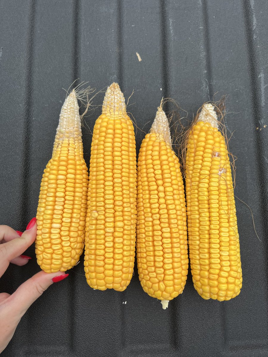 Cordova, IL seeing some tip back #RVCtour25 <a href="/RVCooperative/">River Valley Cooperative</a>