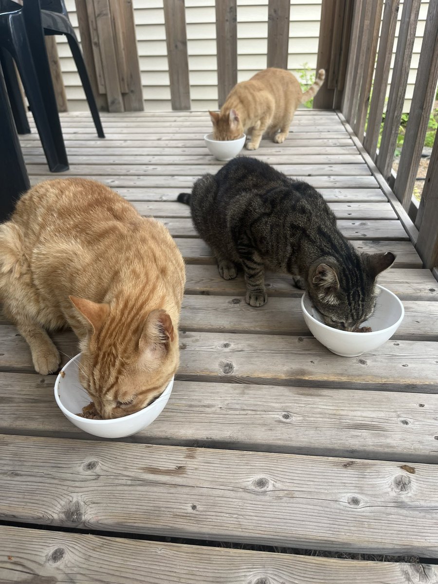 Ils ont décidé que la Maine était leur Maine. Celui du fond n’est pas encore en totale confiance même s’il a voulu entrer dans le mobil-home ce matin.