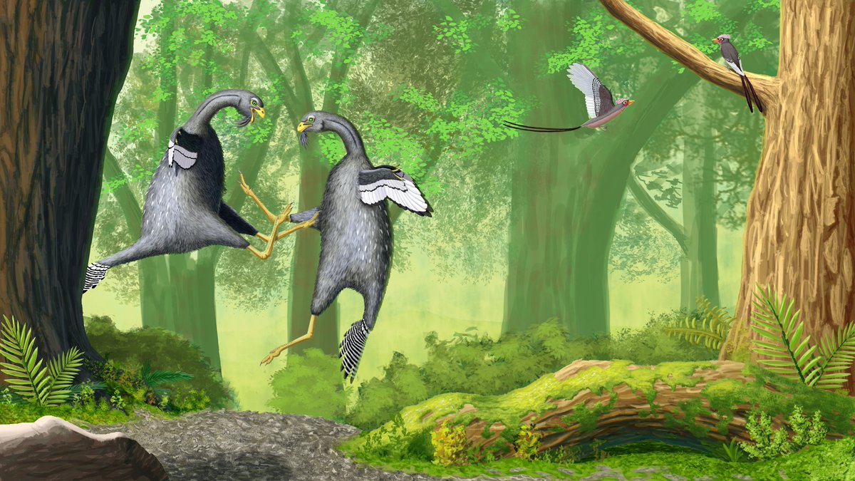 Caudipteryx zoui fighting, with Confuciusornis sanctus. Yixian formation, China. Digital painting.
#paleoart #SciArt #dinosaur #china #bird