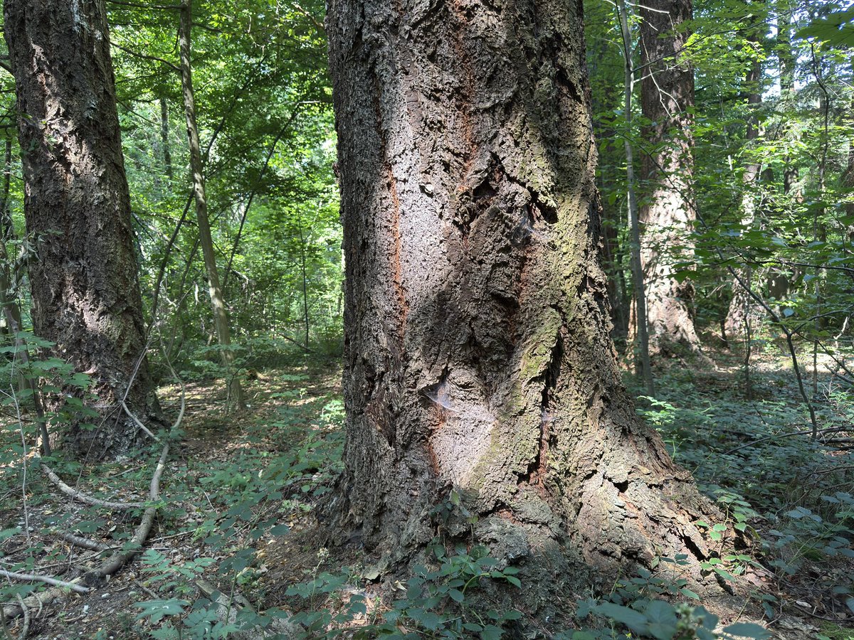 #thicktrunktuesday  A Douglas fir with its very rough bark.