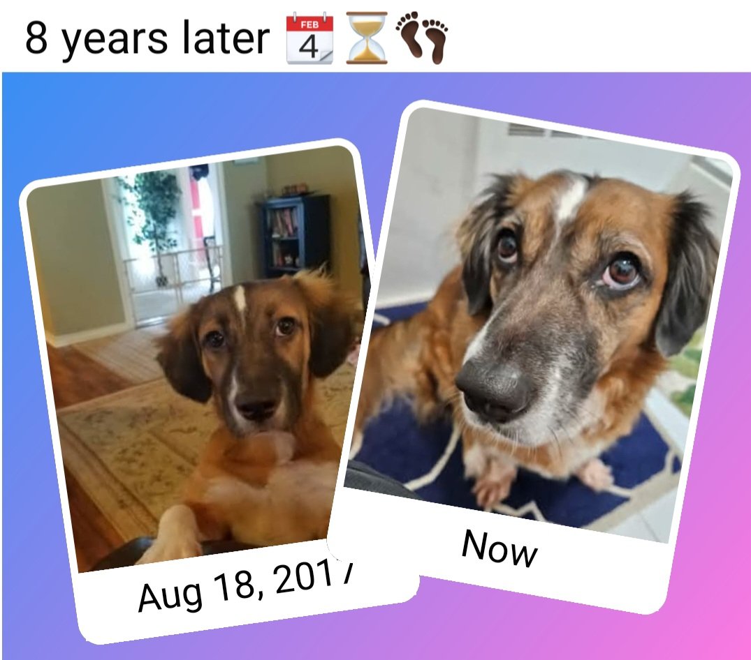 slanoue2016's tweet photo. #Brandy #dog🐶 #dogs #thatface #thatfacethough😍 #cutie #socute #adorable #doggo #doggy #gooddog #sillydog #mutt #supermutt #rescuedog #adoptdontshop #bassethound #dogsofnewyork #dogsofX #DogsofTwitter 🐾 💕 https://t.co/ZPg5j44Gvs