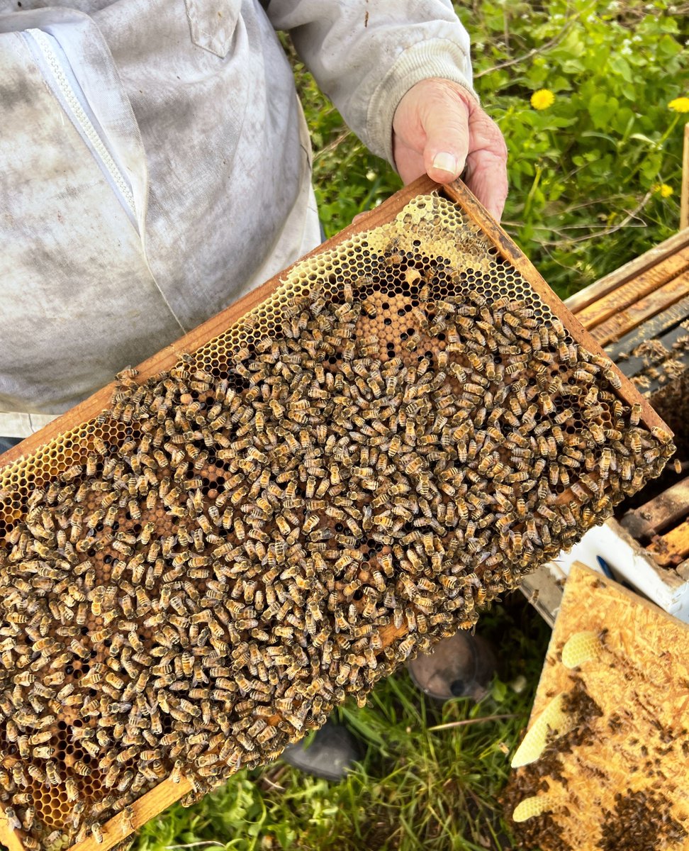 🐝Celebrate #NationalHoneybeeDay!🌼Bees pollinate about 75% of flowering plants and 1/3 of the food we eat, including apples, almonds, blueberries, and pumpkins! Without bees, many of our favorite fruits and vegetables wouldn’t exist.🍯

#Pollinators #savethebees #honeybees #bees