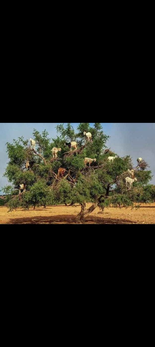 مسقط رأسي،بلاد الشياظمة،إقليم الصويرة،الصورة لا تبعد عن المنزل إلا ببضع كيلومترات،بالمناسبة هذه هي شجرة الأركان والتي لا تنبت إلا في المغرب .