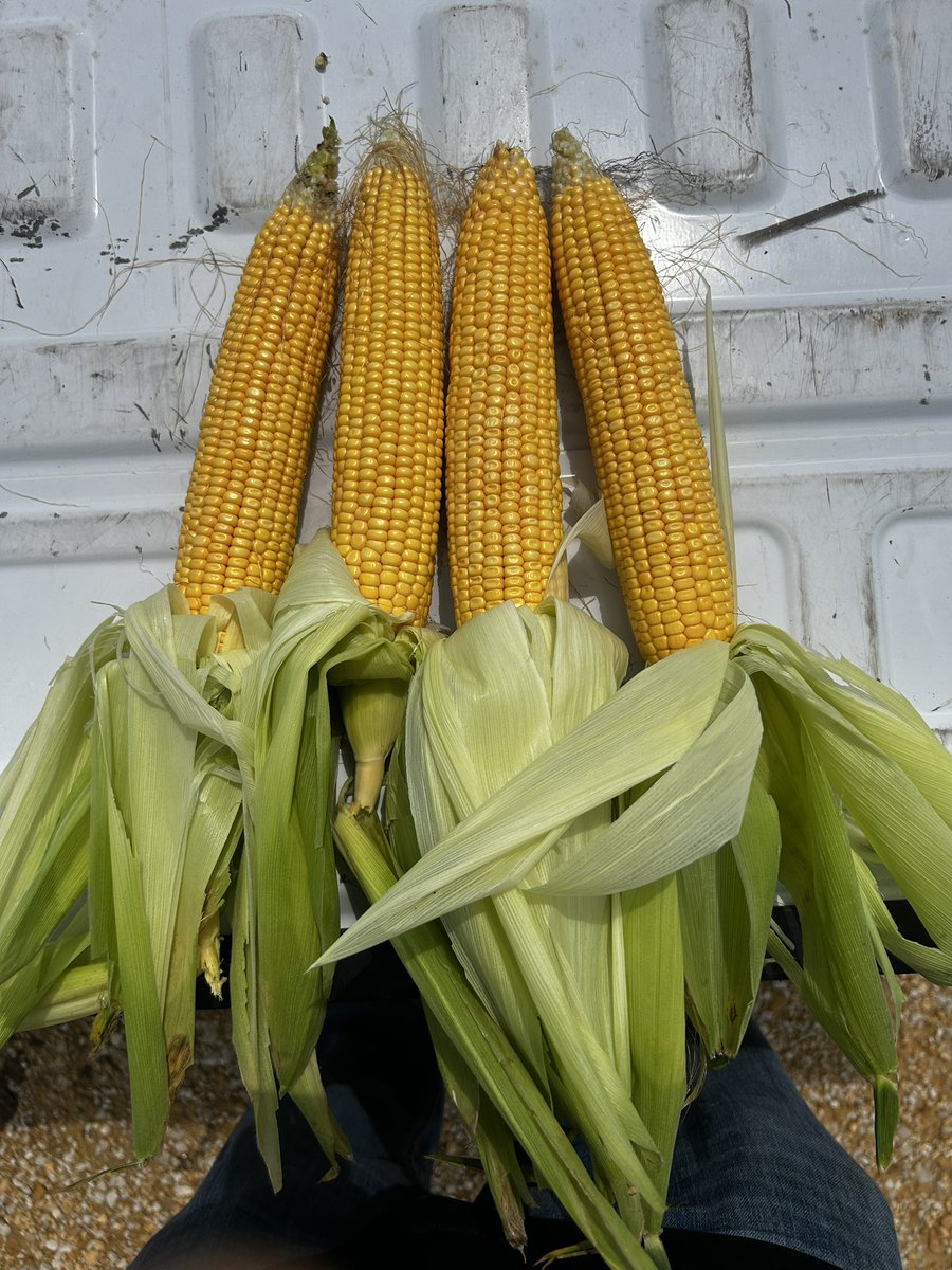 Dylan Meyer, CCA tweet media