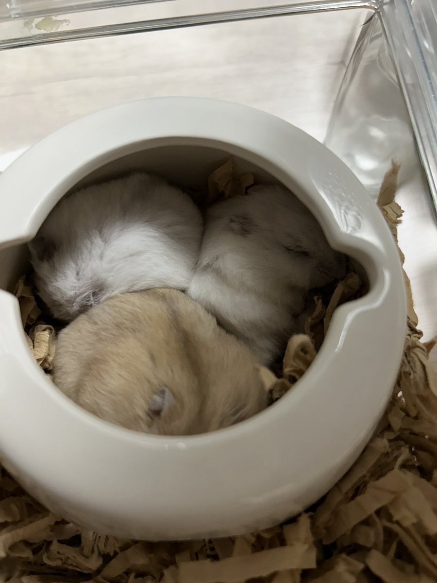 BabuuChann_'s tweet photo. 我が家に、天使が舞い降りてきました🫶🏻
イエロー→べがくん
みみがグレー→あるくん
みみがピンク→でねくん
の、ボーイズたちです！

かぁいぃが渋滞中でやばぃです！ https://t.co/huLrXH9DGM