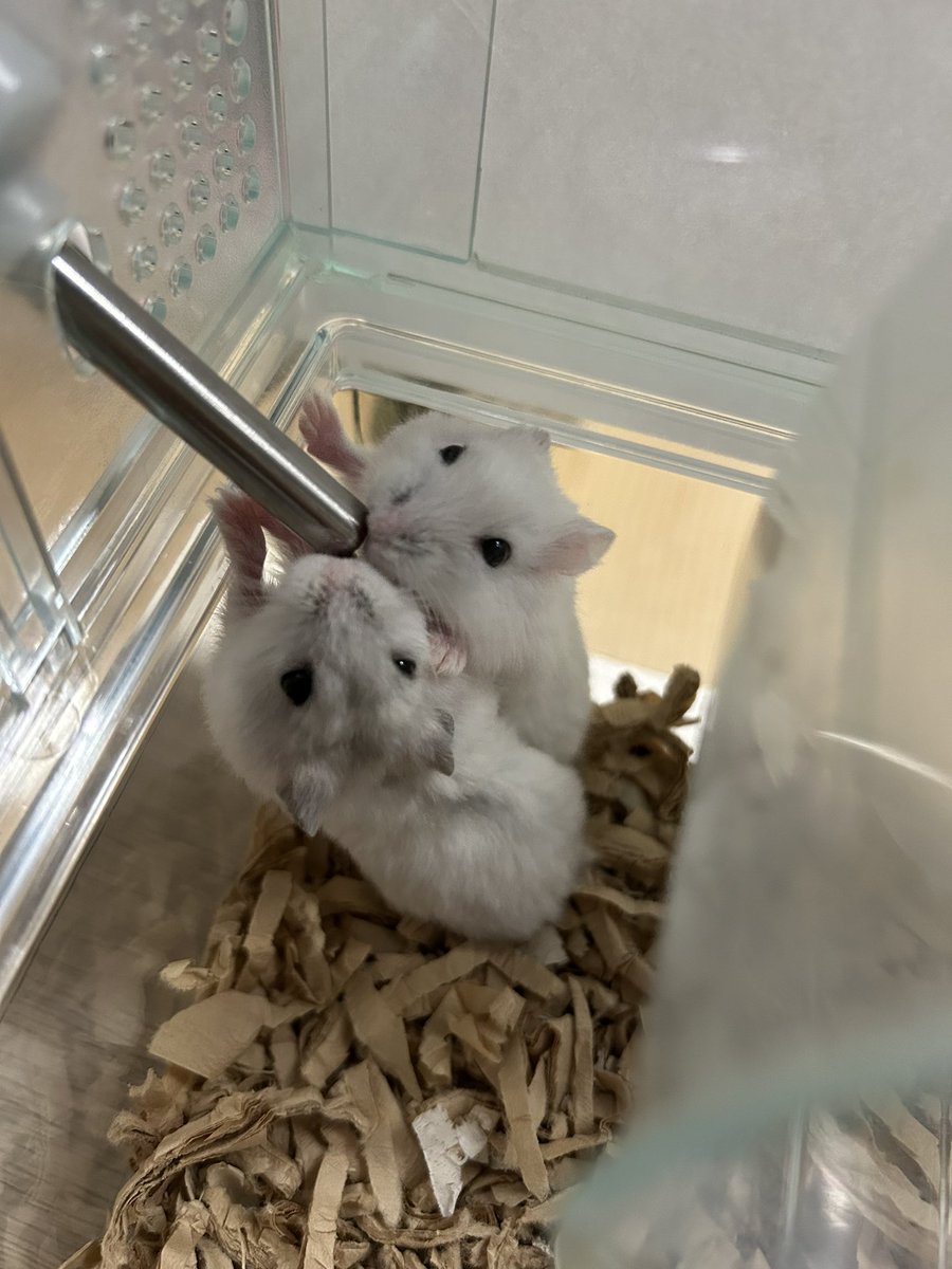 BabuuChann_'s tweet photo. 我が家に、天使が舞い降りてきました🫶🏻
イエロー→べがくん
みみがグレー→あるくん
みみがピンク→でねくん
の、ボーイズたちです！

かぁいぃが渋滞中でやばぃです！ https://t.co/huLrXH9DGM