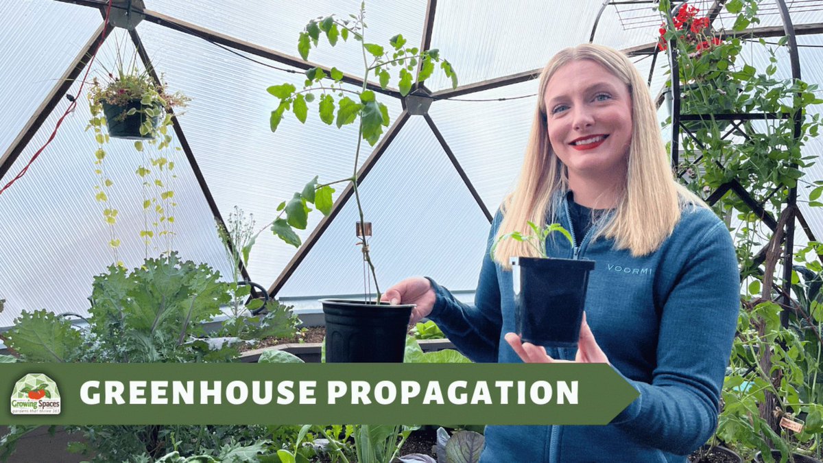 Have you ever loved a plant so much that you wanted to make more plants just like it? With propagation you can! Preserve heirloom varieties, your favorite plants and save money! 👩‍🌾

growingspaces.com/blog/propagati…

#propagation #GrowingSpaces #GrowDome