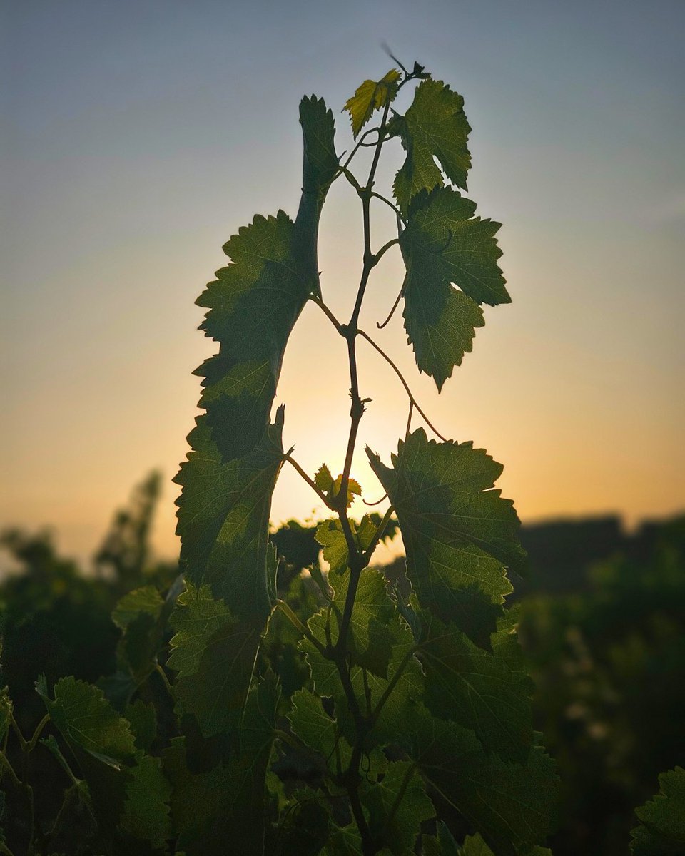 vitipeps's tweet image. ☀️La météo joue un rôle clé dans ce processus : un été chaud et sec va accélérer la concentration en sucre dans les baies de raisins, tandis qu'un climat froid et humide peut ralentir la maturation et favoriser une plus grande acidité.