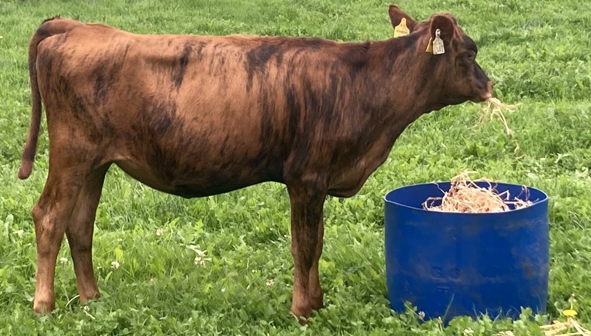 sprinkles785's tweet image. Love this heifer calf tbh … polled and striped 👌🏻👌🏻#gard  #bredforthis  #oad
@doveagenetics