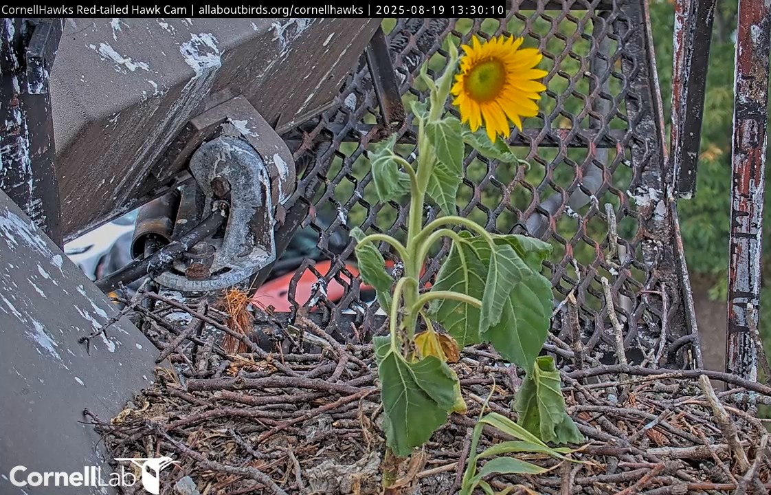 There is an old French proverb that says:  "Wherever life plants you, bloom with grace." That is just what this sunflower did in the middle of Big Red and Arthur's nest. Remembering O1 and O3.