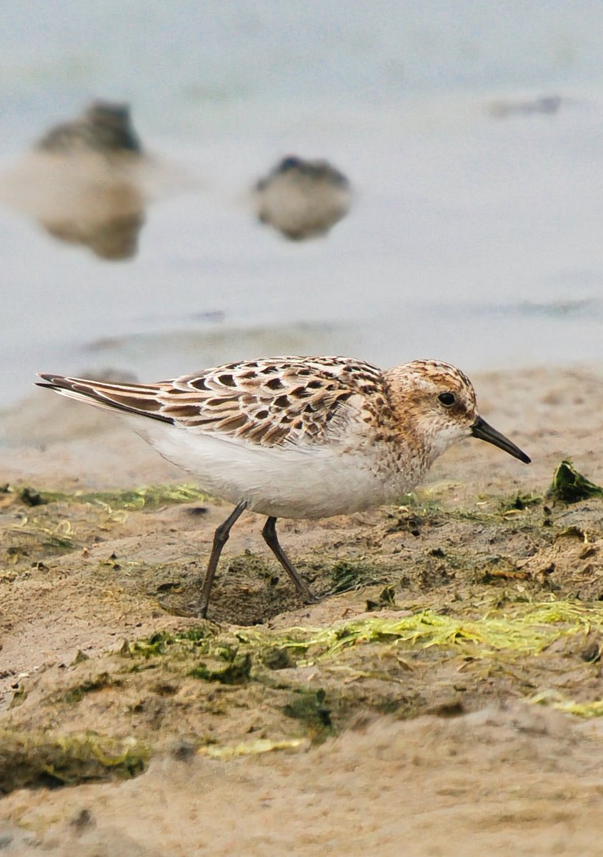 WarranPhoto's tweet photo. #littlestint at #Ferrybridge today. Really is small see third pot for comparison with #Dunlin !! https://t.co/fSyF8x0val