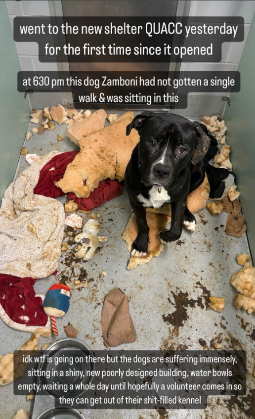 NMBewitched's tweet photo. A year ago today
We shared the horrifying post of Zamboni in a filthy cage at the new #QACC #NYCACC facility 

@NYCCouncil Did a hearing on 9/13/2025
What has changed in a year? 

The good things: 
@JustinBrannan passed a law to prohibit backyard breeding 
More #AdoptionEvents spread out around the #NYC 
$1 Million for a Pilot Pet Food Pantry 
Estimated $1.5 Million for Spay/Neuter, TNR is a start
More pleas to the Community for help