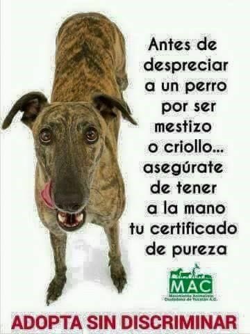 ¿Quién te certificó por tu pureza como persona?

Se erigen papeles como templos vacíos,
firmas que pretenden bendecir la sangre,
sellos que juegan a ser dioses
mientras en las calles
tiemblan los mestizos,
miran los criollos,
y esperan, con la paciencia del que ya lo perdió todo.