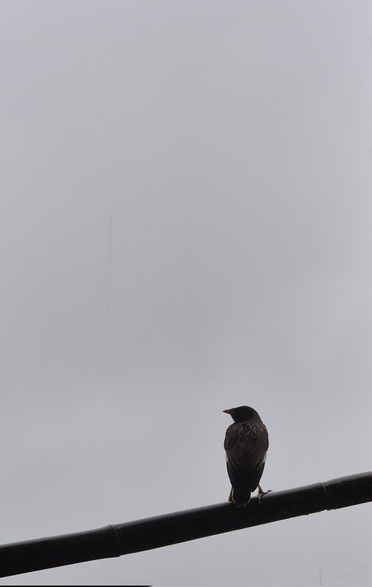 ShavyaMehta's tweet photo. Taking a breather from Mumbai's incessant rains.
#MumbaiRains https://t.co/jQpRNH8Kr8