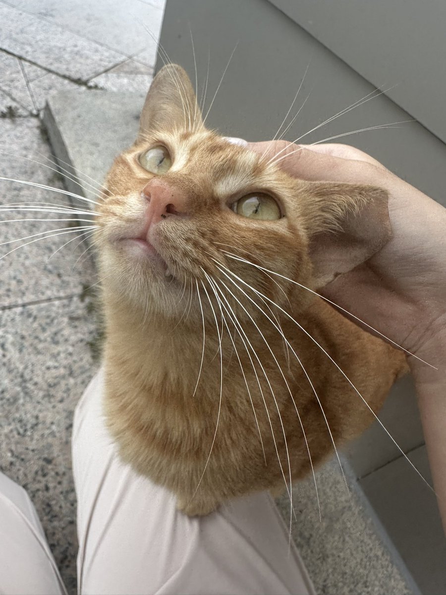 digimortal3's tweet image. 