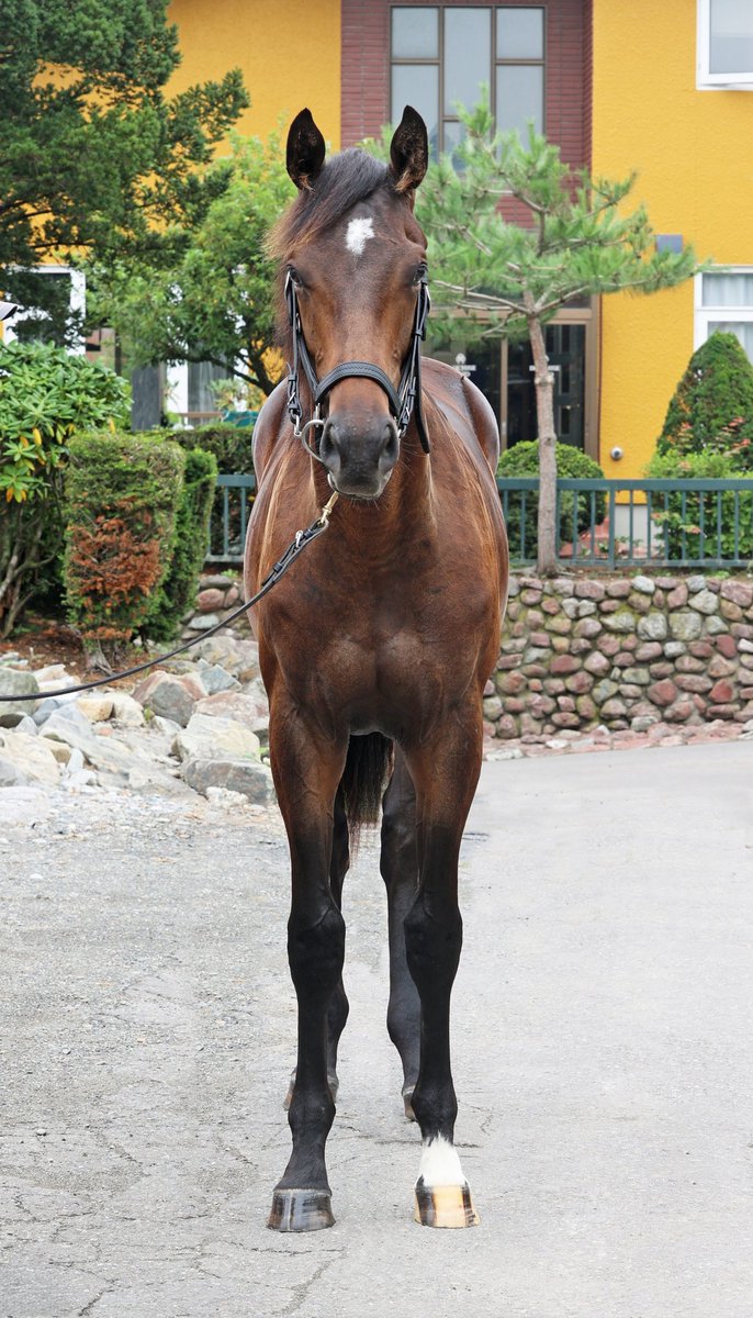 有限会社 浜本牧場 (@horses_hamamoto) / Posts / X