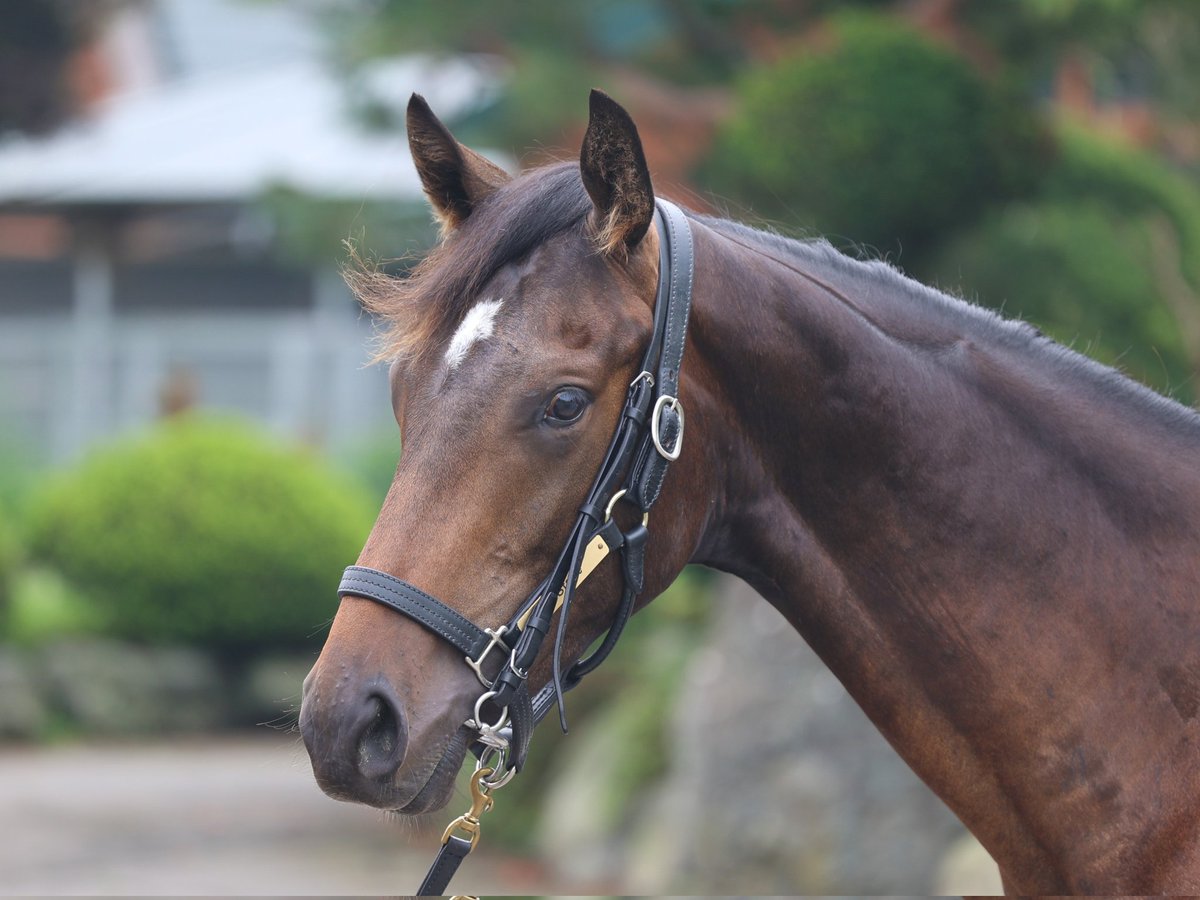 有限会社 浜本牧場 (@horses_hamamoto) / Posts / X