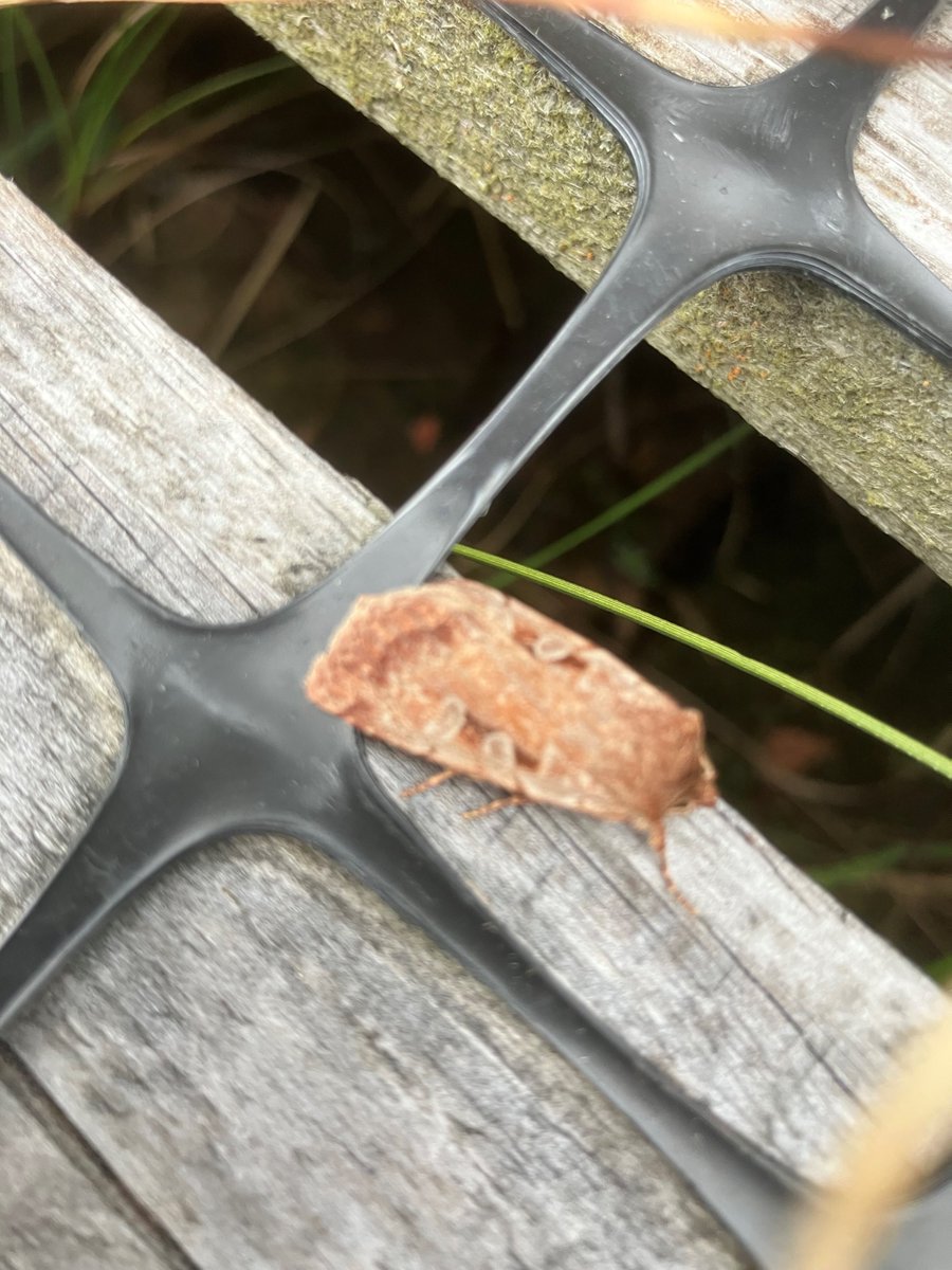 What joy in today’s team meeting as Andrea relayed spotting a red-listed Rosy Marsh Moth – and taking a quick snap. Its survival is a mark of the successful restoration at Cors Fochno and Caron, as it thrives on bog myrtle which grows on wet peatland.
<a href="/welshraisedbog/">Welsh Raised Bogs</a>