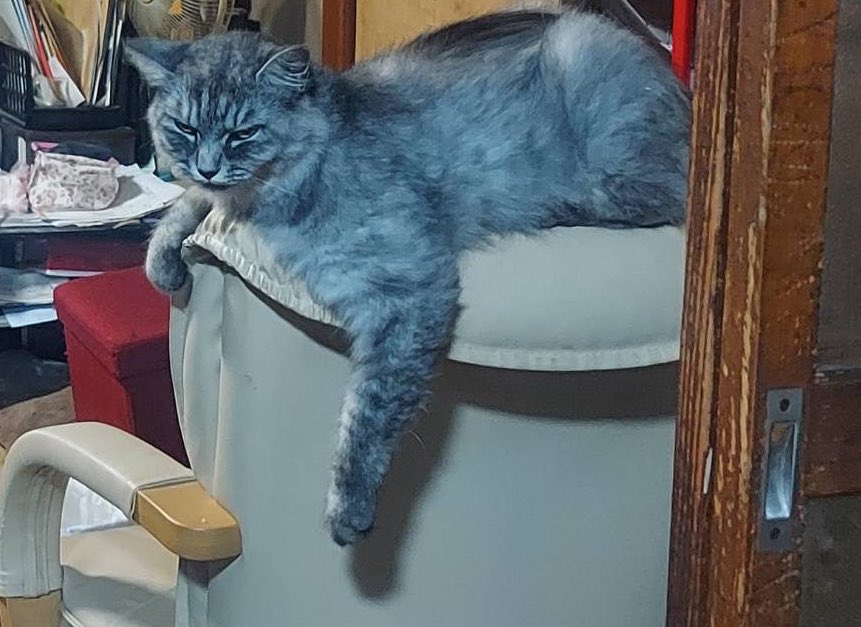 近くで⚡️

非常に不愉快そうに起きてきた