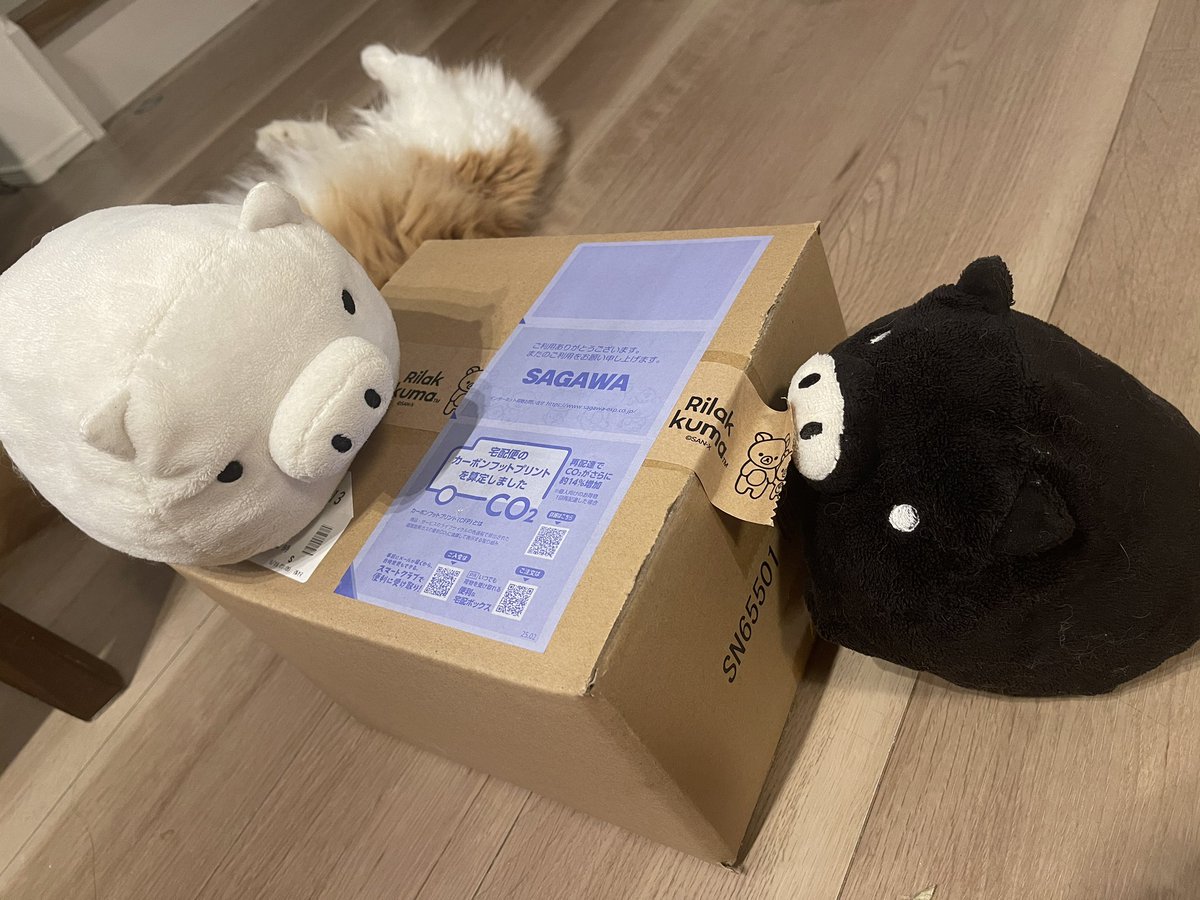 MonokuroBoo_bot's tweet photo. BoBo!
#monokuroboo https://t.co/QyxaIbrmvr