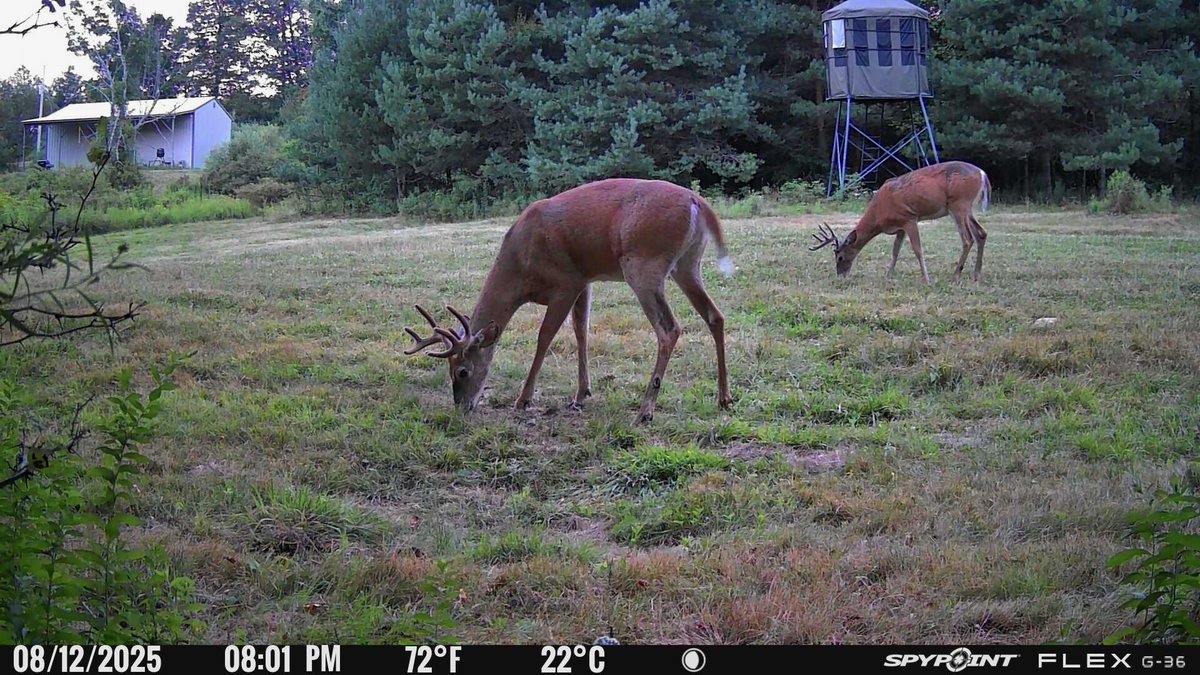 Bachelor group hanging out in the food plot. Bring on the fall! 🍁🏹