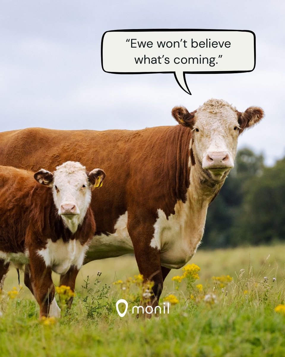 MonilVF's tweet photo. BREAKING NEWS!!! 

Can you guess what were up too ? 👀Launching mid September!! 

Add your guesses in the comments https://t.co/b0XbaNnKmh