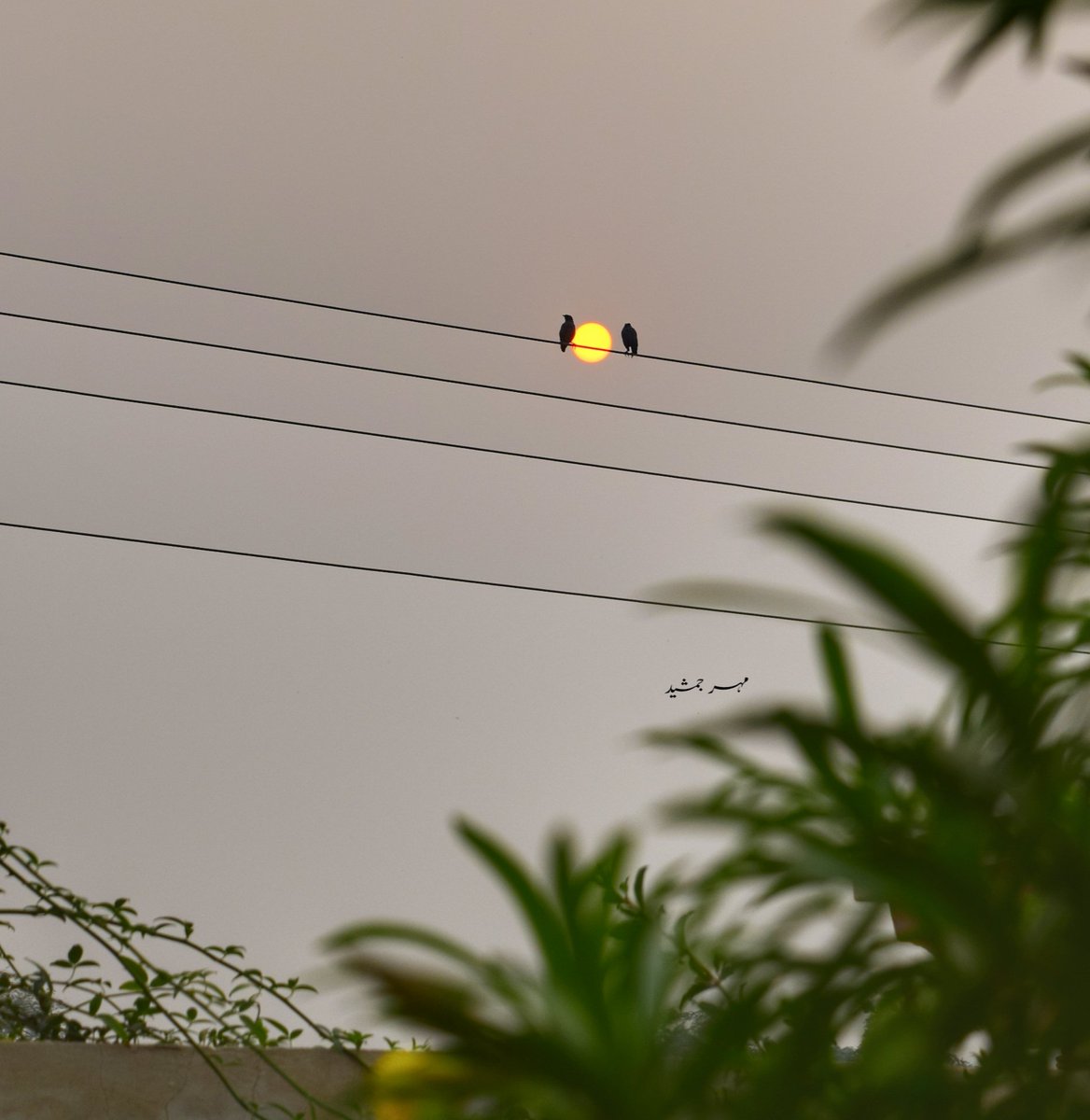 اردو ورثہ tweet media