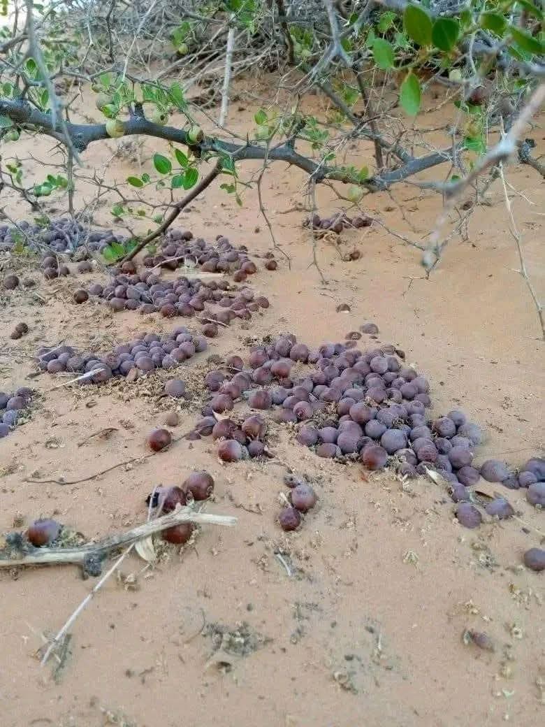 مسا الخير 🚶🏼🚶🏼🙄