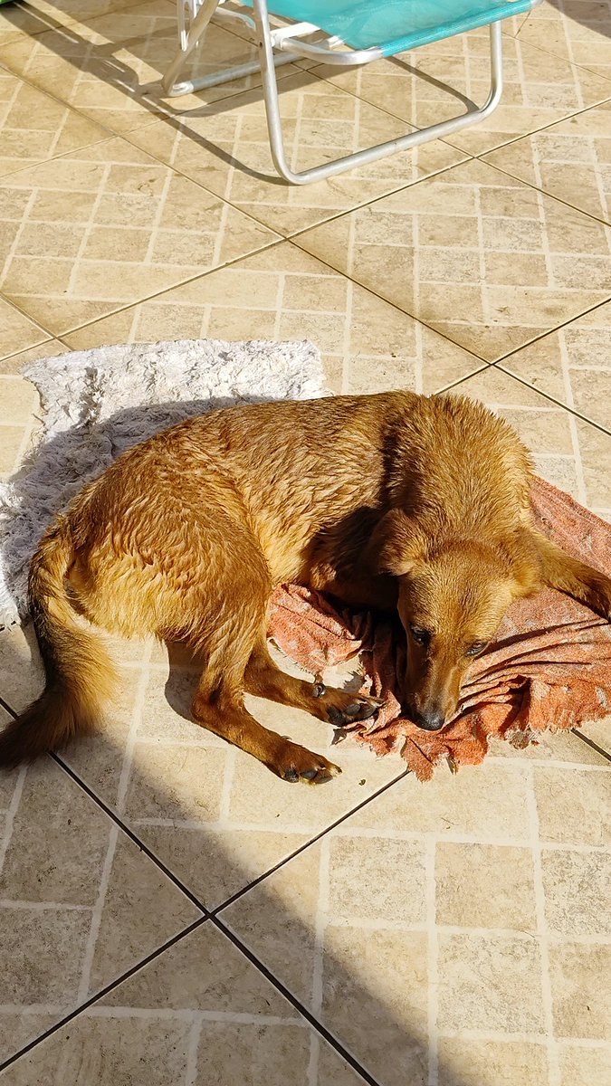 Rê Natinha🐾 tweet media