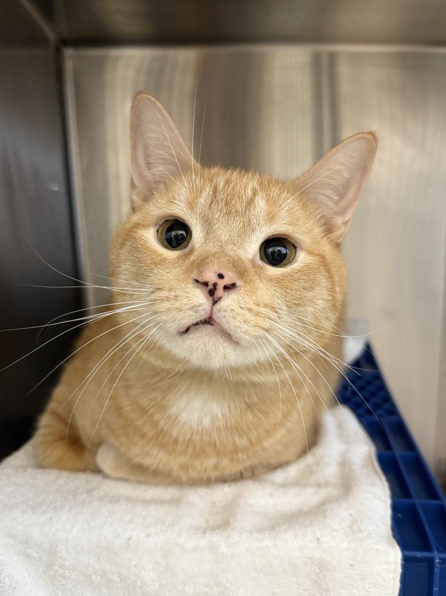 Buffalo’s Real Country 107.7 and 104.7 The Wolf (@thewolfbuffalo) on Twitter photo Is it Herb or Herb?! You get to decide how to pronounce today's #ToeBeanTuesday! Herb is a four-year-old snuggle butt that is looking for someone who is going to give him lots of scratches and pets - if that is you, stop by <a href="/YourSPCA/">Erie County SPCA, NY</a> today and ask for Herb or Herb 😉 Is it Herb or Herb?! You get to decide how to pronounce today's #ToeBeanTuesday! Herb is a four-year-old snuggle butt that is looking for someone who is going to give him lots of scratches and pets - if that is you, stop by <a href="/YourSPCA/">Erie County SPCA, NY</a> today and ask for Herb or Herb 😉