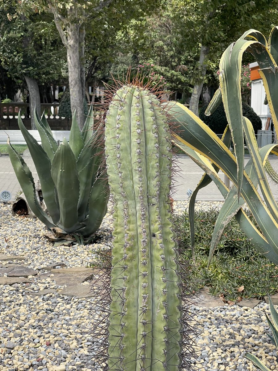 Бхкуд кактусыг ингэж ургуулсан байна.