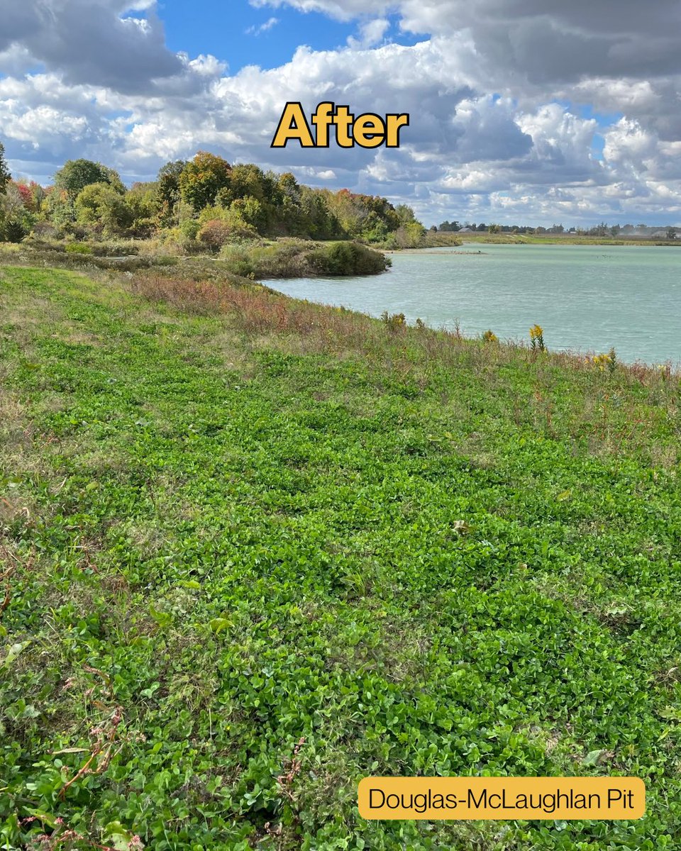 The Douglas-McLaughlan Pit is alive with colour &amp; life. 🌸
Native wildflowers now cover the restored slopes at the Douglas-McLaughlan Pit, attracting bees, butterflies, &amp; birds. 🐝
See the transformation! 📸
#LandRehabilitation #PollinatorHabitat #Ontario #CBM  #BeforeAndAfter