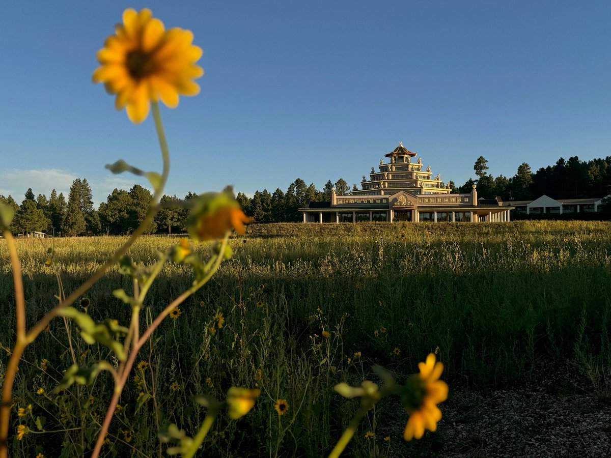 Sunflowers are blooming at IKRCGC
