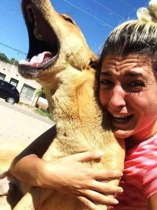 Vinod_r108's tweet image. The dog was stolen from this woman, she gave up her job to be able to search for him intensively. Three months later, she found him at the other end of the country. Here&apos;s the moment of happiness when they finally saw each other again. ❤