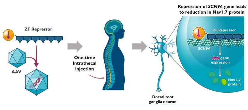SangamoTx's tweet photo. We’re proud to be advancing new opportunities for patients living with chronic neuropathic pain. We've initiated the first clinical site in the Ph. 1/2 STAND study evaluating ST-503, our investigational epigenetic regulator for patients w/iSFN.
Learn more: https://t.co/w7sb8gxE76 https://t.co/RnU2AUlXYC